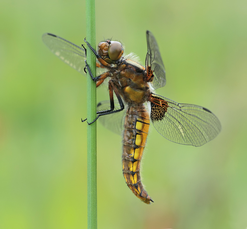 Broad Bodied Chaser female 1